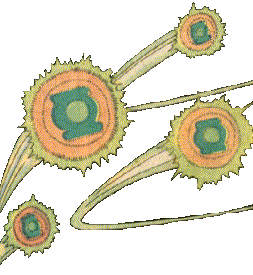 Puffball Collective.gif