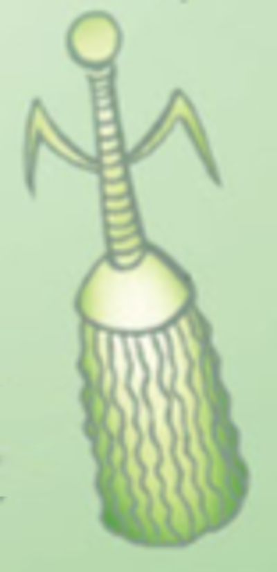 Rasa Nekroy.png